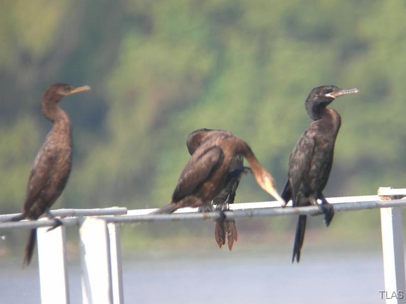 Neotropic Cormorants  091507